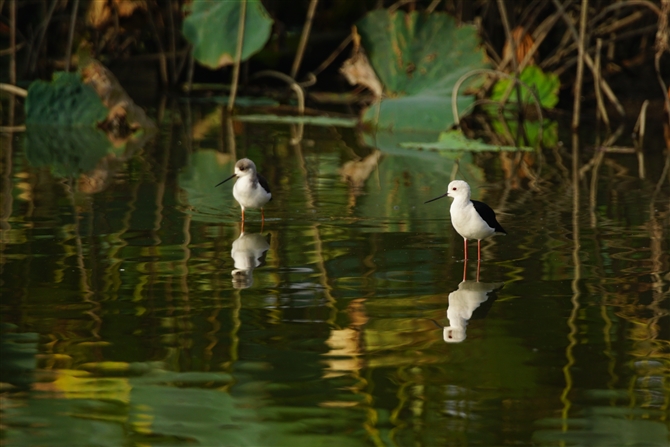 ZC^JVM,Black-winged Stilt